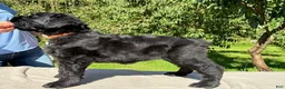 Black Russian Terrier dogs for sale: Girl 1 - Ad 1