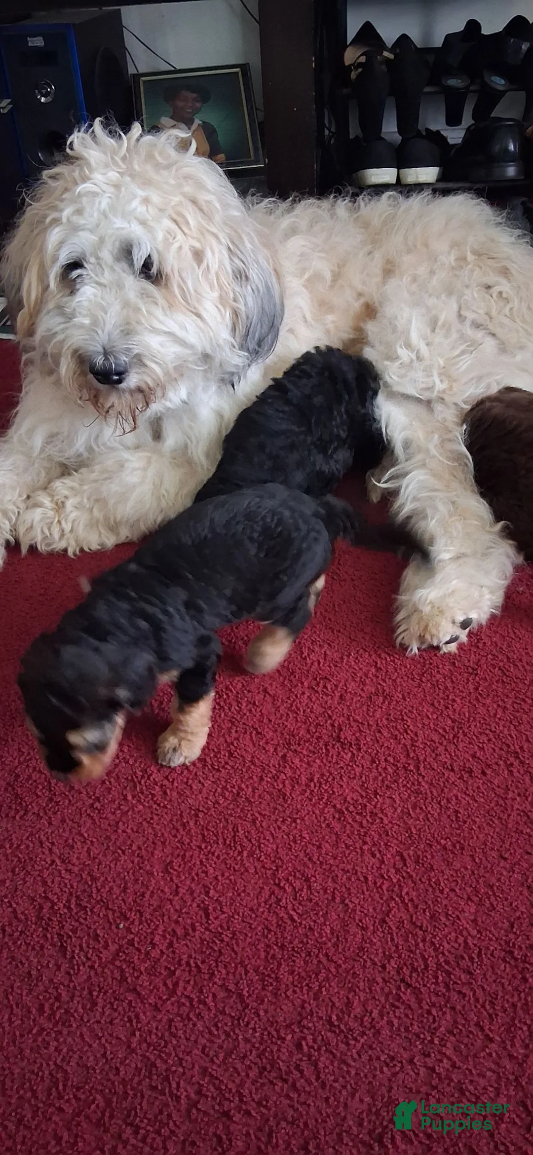 Bernedoodle dogs for sale: Bernedoodle 9 - Ad 2