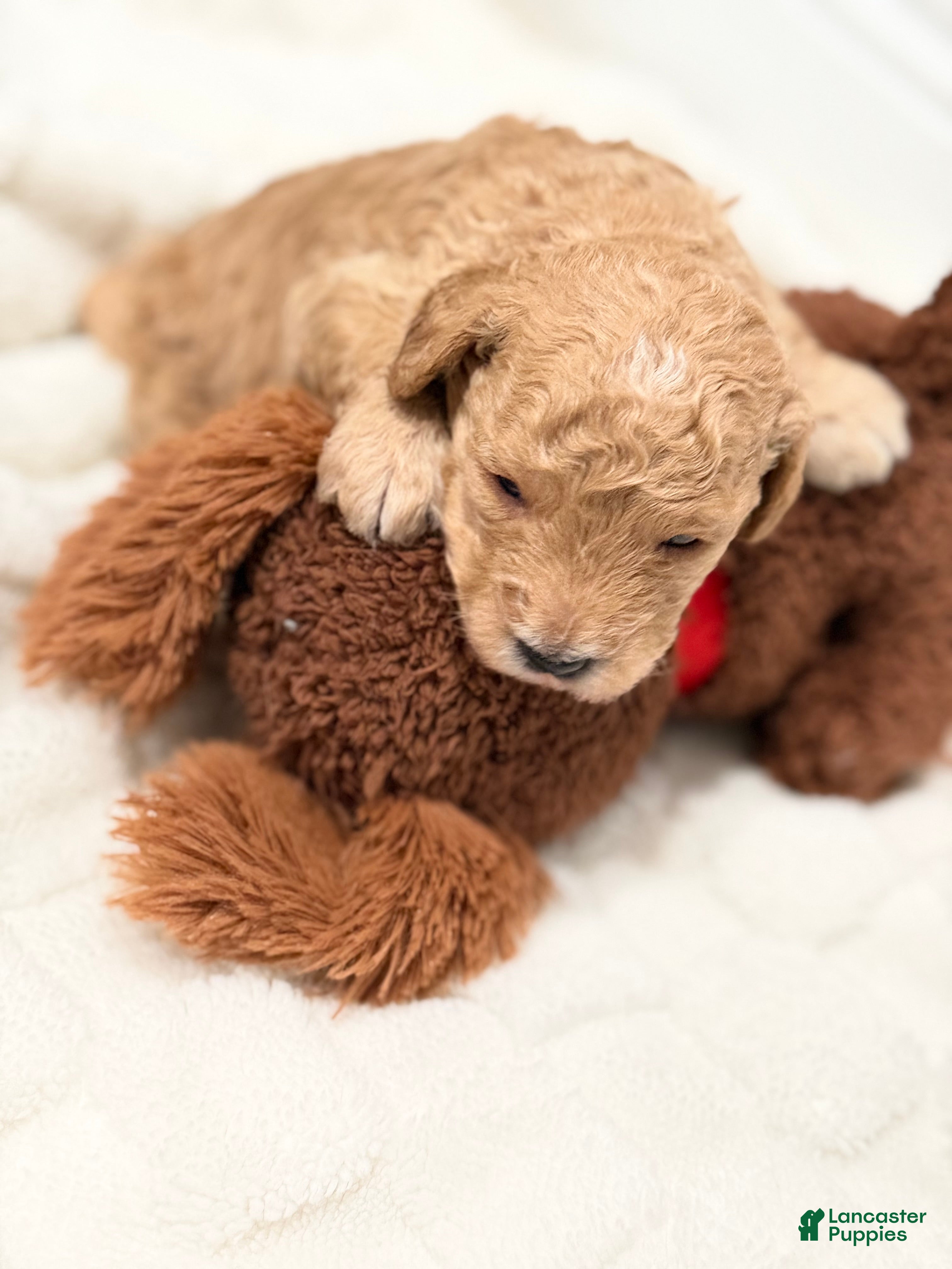 Mini Goldendoodle dogs Mini Goldendoodle Puppy 1 - Ad 12