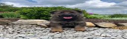 German Shepherd dogs for sale: Western - Ad 8