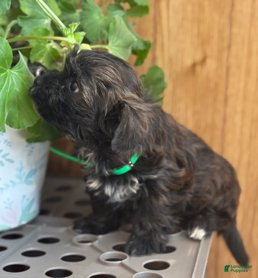 Morkie dogs for sale: Snuggles - Ad 2