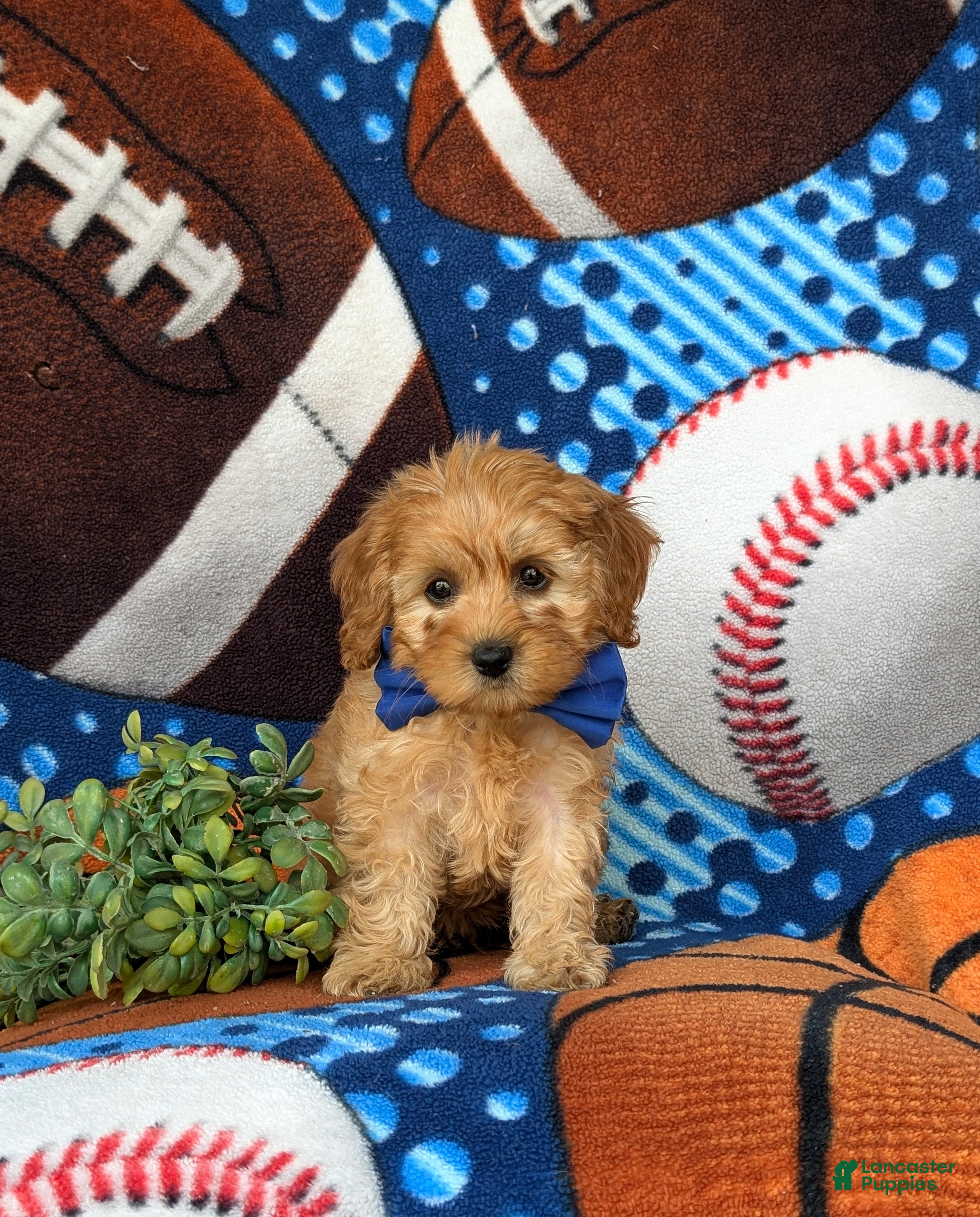 Cockapoo dogs Bryant 9 lbs Full Grown - Ad 2