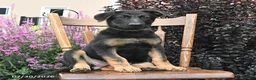 German Shepherd dogs for sale: Karina - Ad 1