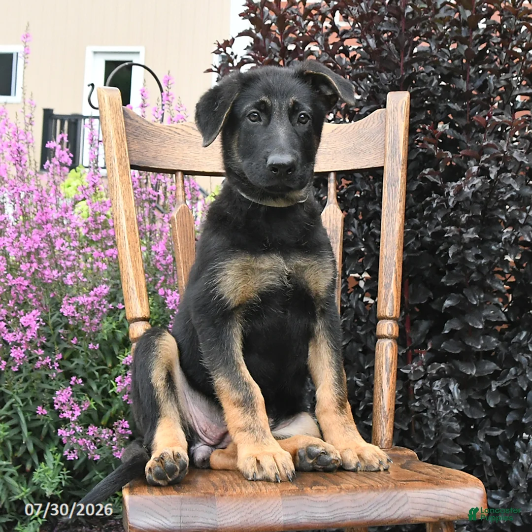 German Shepherd dogs for sale: Karina - Ad 1