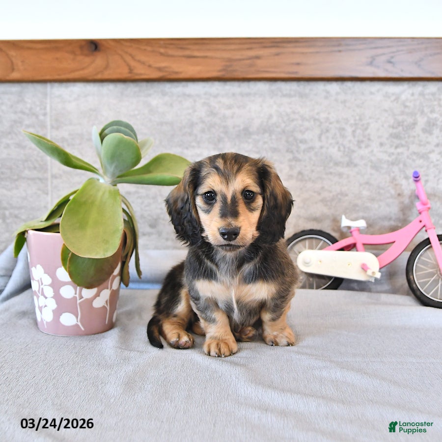 Miniature Dachshund dogs Braxton - Ad 2