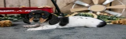 Miniature Dachshund dogs for sale: Griffin - Ad 1