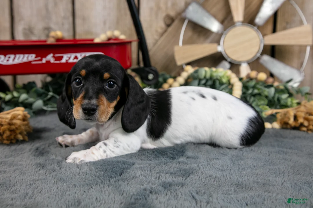 Miniature Dachshund dogs for sale: Griffin - Ad 1