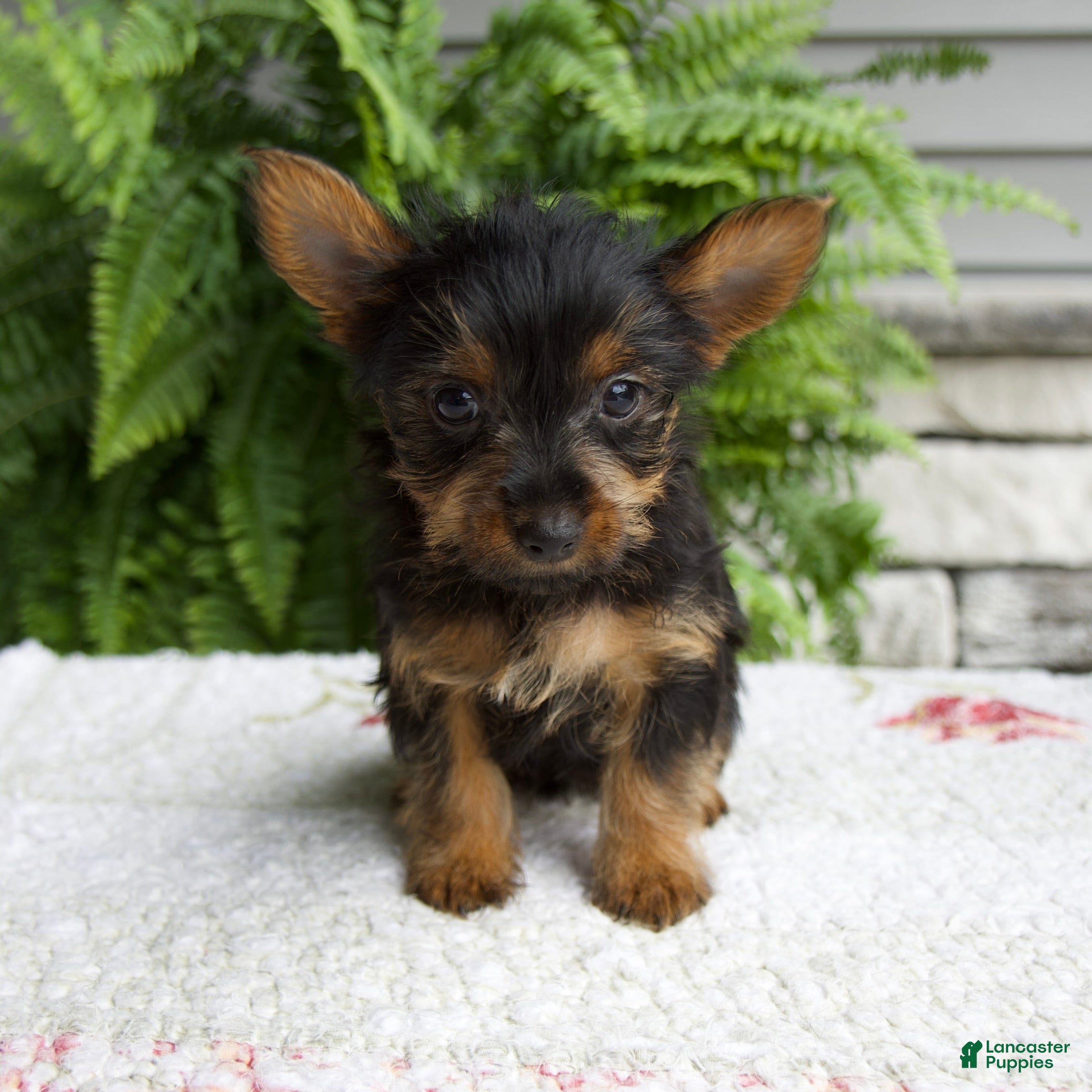Yorkshire Terrier dogs Tucker - Ad 1