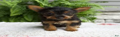 Tucker