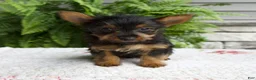 Yorkshire Terrier dogs for sale: Tucker - Ad 1