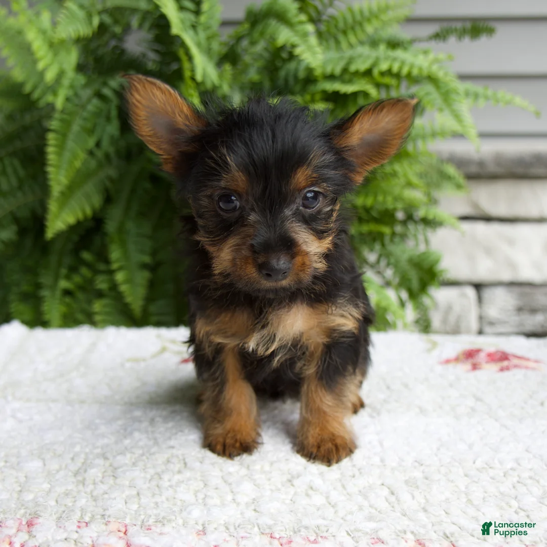 Yorkshire Terrier dogs for sale: Tucker - Ad 1