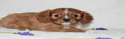 Cavalier King Charles Spaniel dogs for sale: Reese - Ad 2