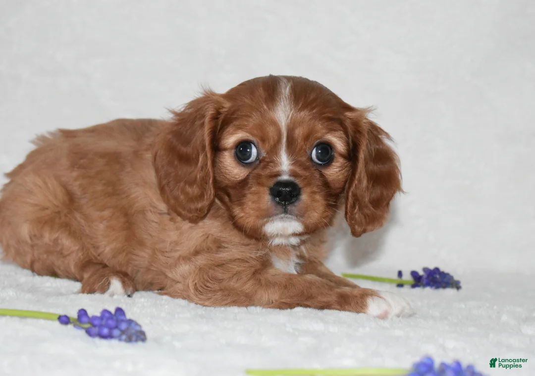 Cavalier King Charles Spaniel dogs for sale: Reese - Ad 2