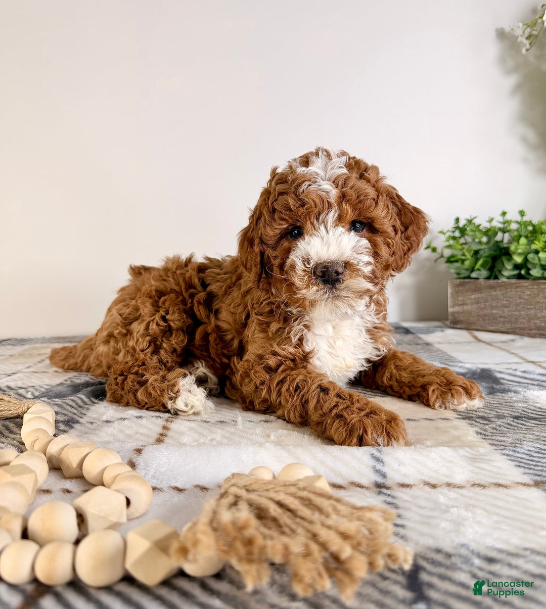 Goldendoodle dogs for sale: Scottie - Ad 1