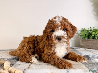 Goldendoodle dogs Scottie - Ad 4