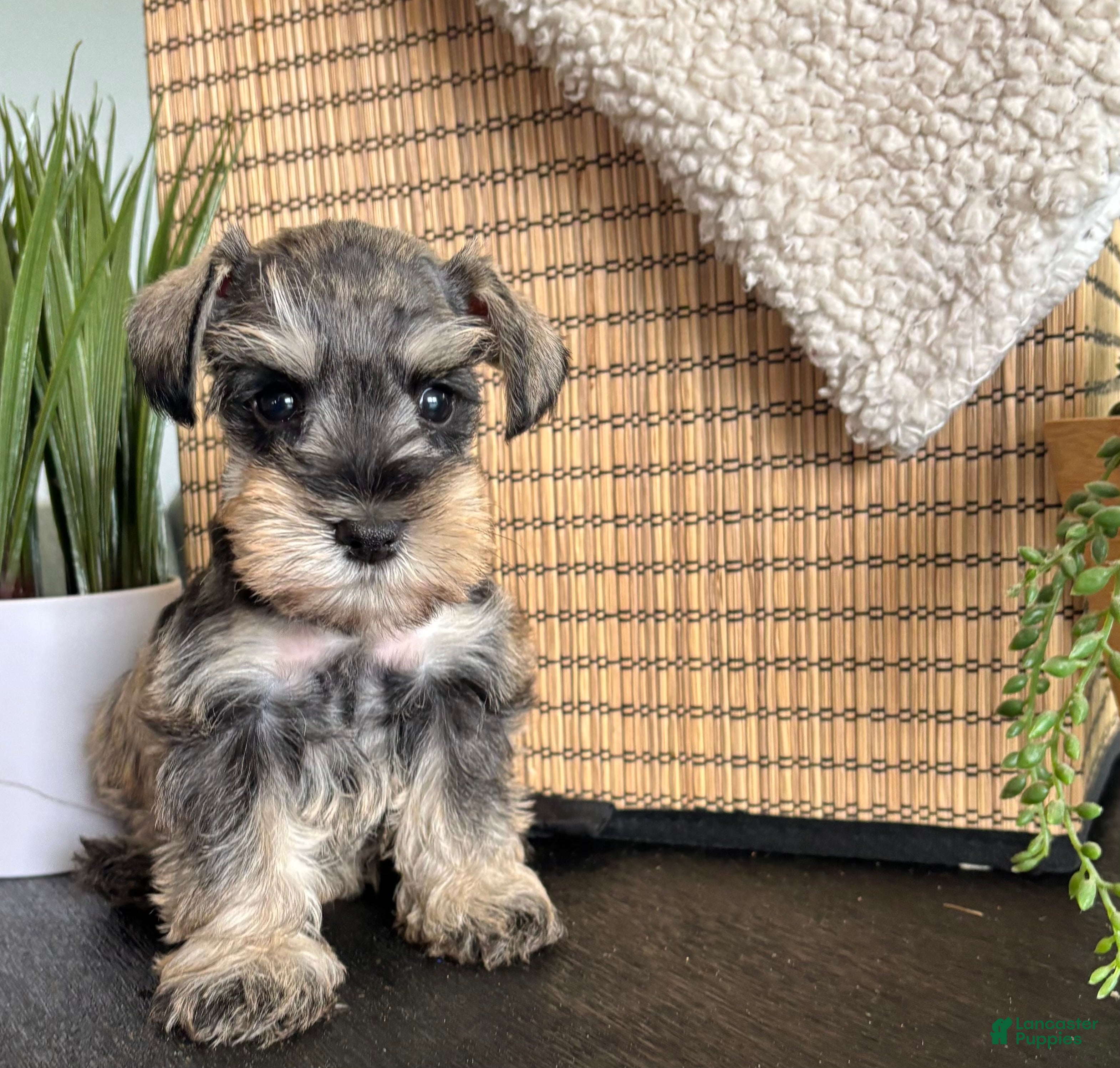 Miniature Schnauzer dogs Ruby - Ad 1