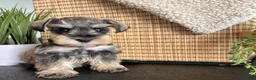 Miniature Schnauzer dogs for sale: Ruby - Ad 1