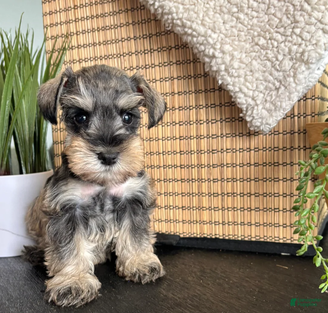 Miniature Schnauzer dogs for sale: Ruby - Ad 1