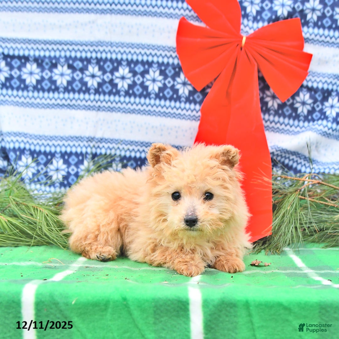 Pomapoo dogs for sale: Lil Taffy - Ad 4