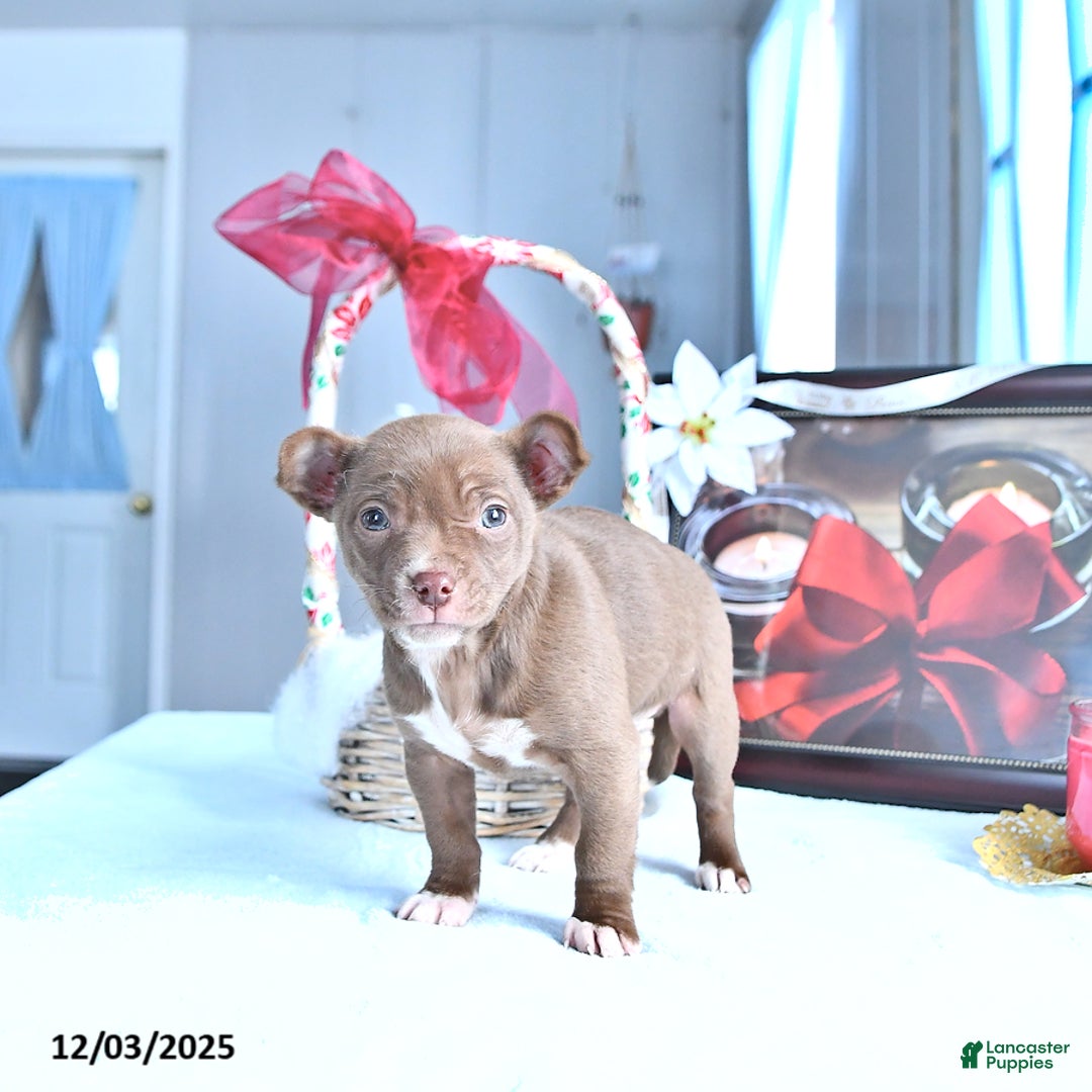Chihuahua dogs for sale: Mr. Chocolate - Ad 4