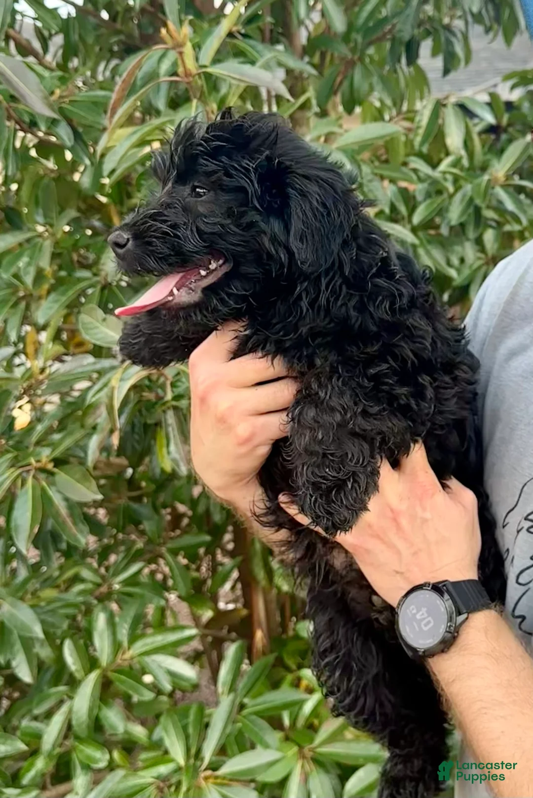 Aussiedoodle dogs for sale: Beau - Ad 1