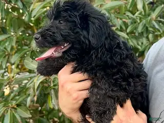 Aussiedoodle dogs Beau - Ad 12