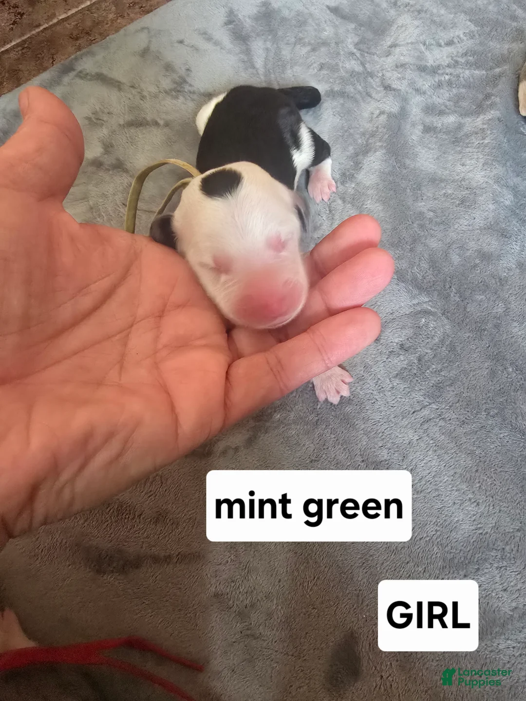 Sheepadoodle dogs for sale: Violet-mint green collar - Ad 2