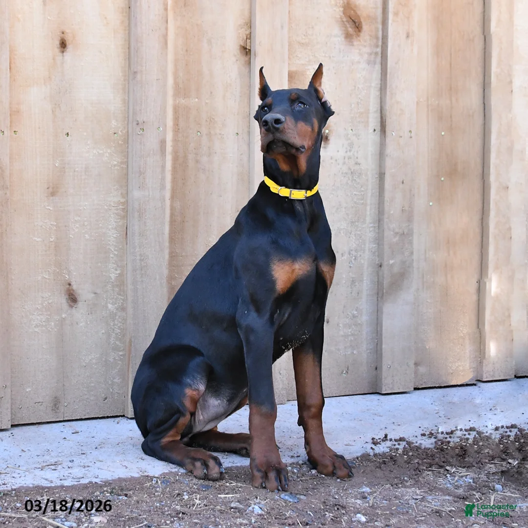 Doberman Pinscher dogs for sale: Reese - Ad 2