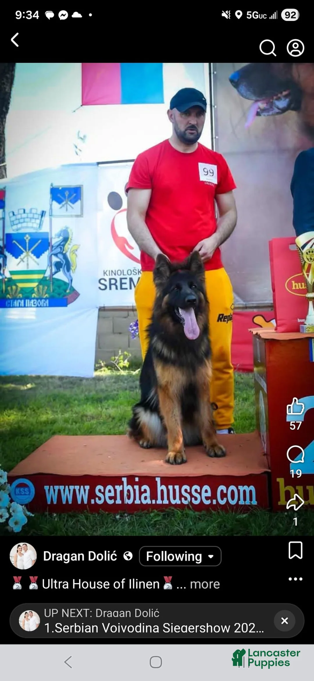 German Shepherd dogs for sale: German Shepherd 1 - Ad 9