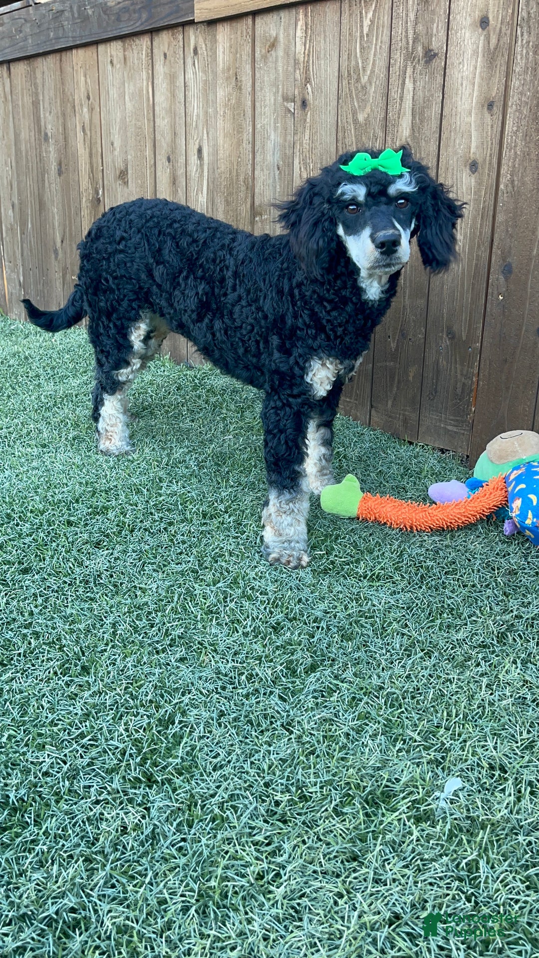 Miniature Poodle dogs for sale: Akc Clear Black Phantom Piper - Ad 10