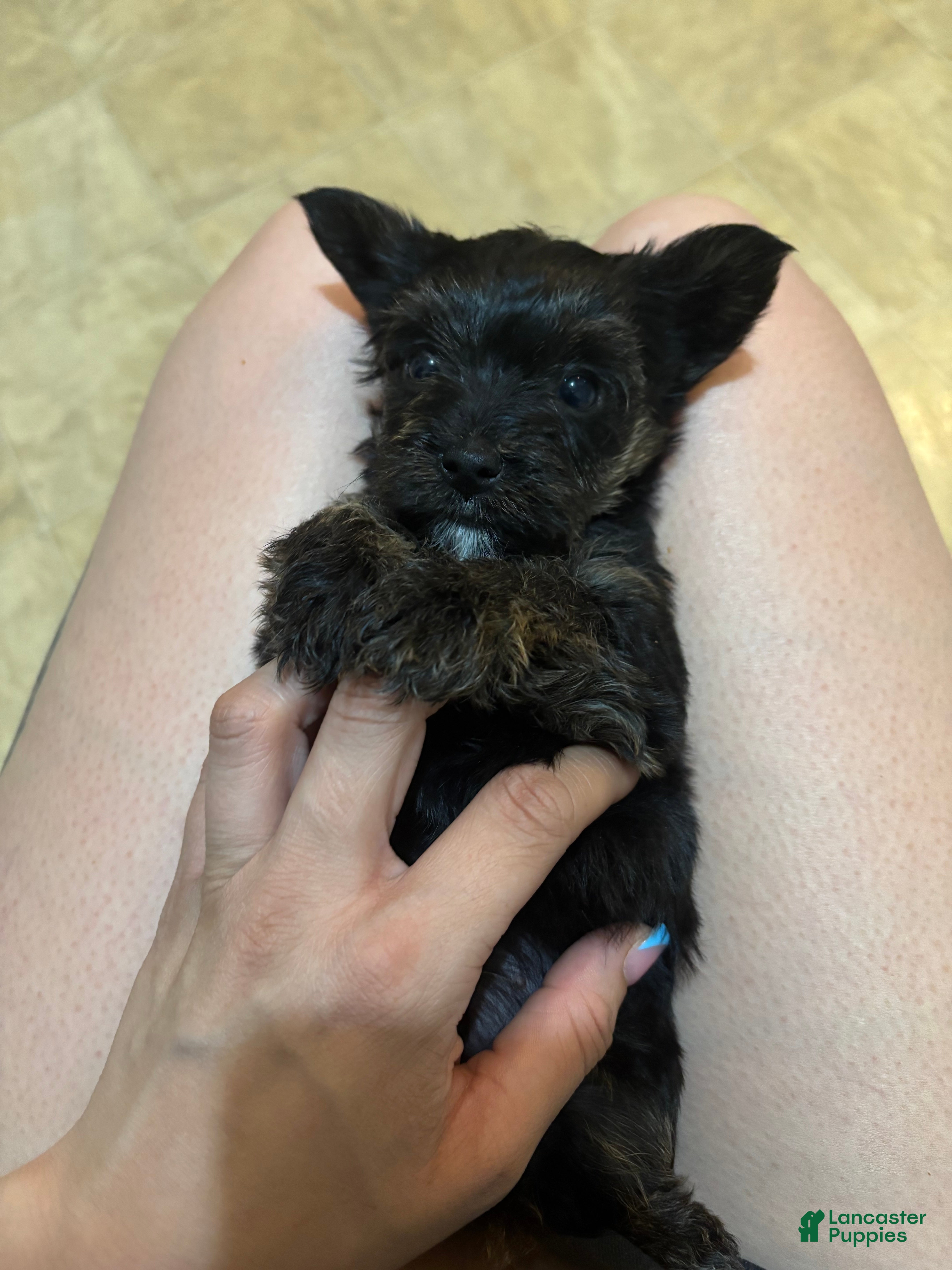 Yorkiepoo dogs Yorkiepoo Puppy 2 - Ad 2