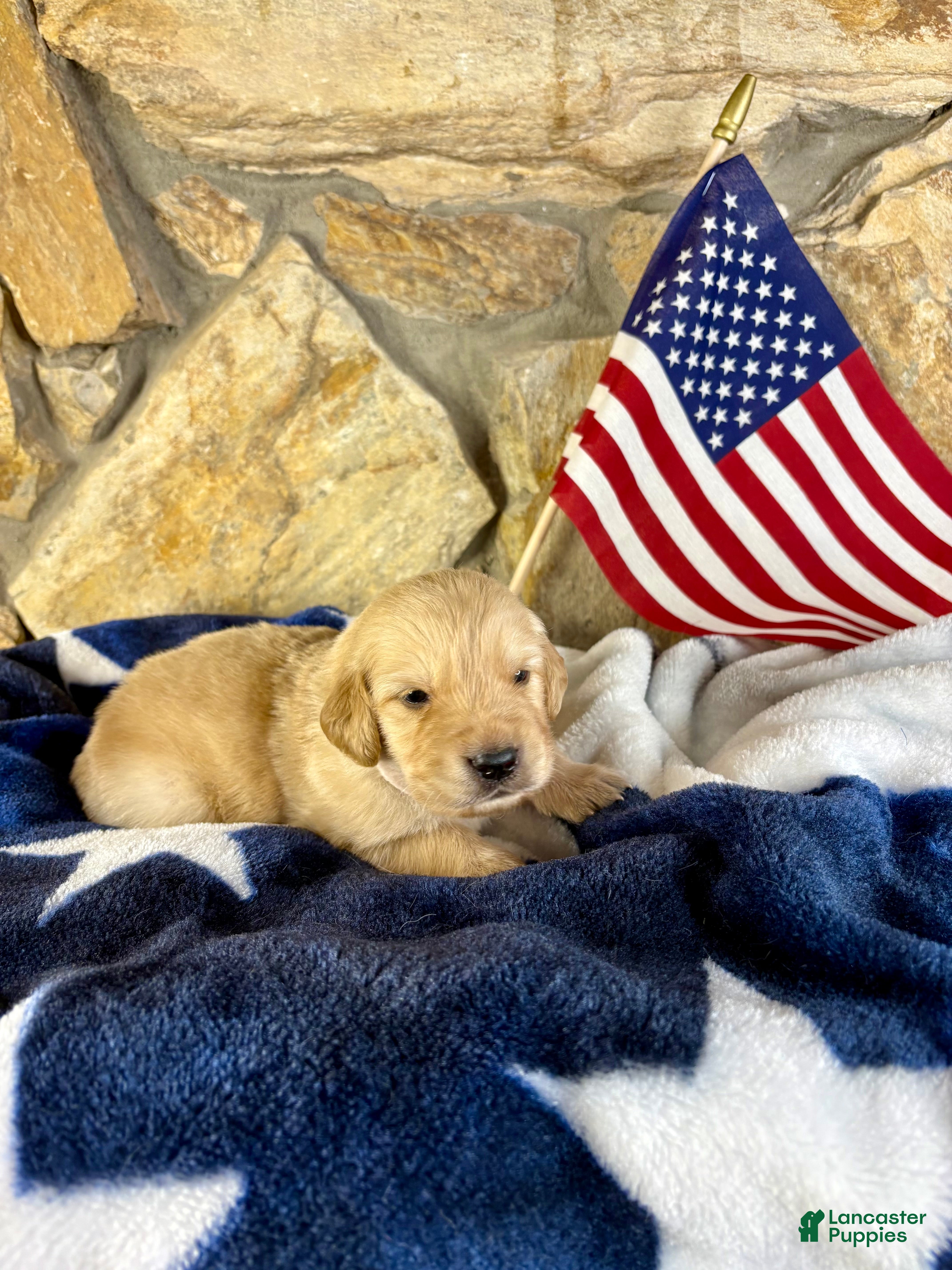 Golden Retriever dogs Penny’s Mr White - Ad 40
