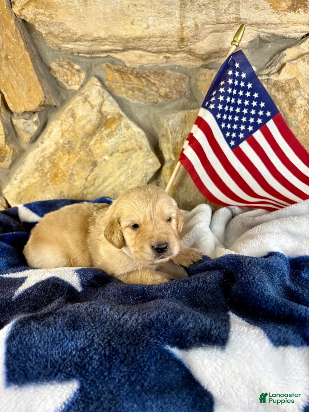 Golden Retriever dogs for sale: Penny’s Mr White - Ad 1