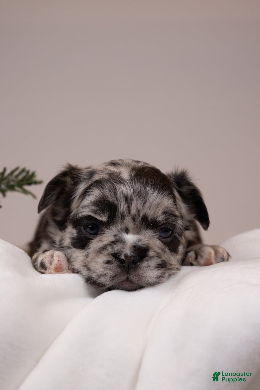 French Bulldog dogs for sale: Teddie -Fulffy Big Rope - Ad 20