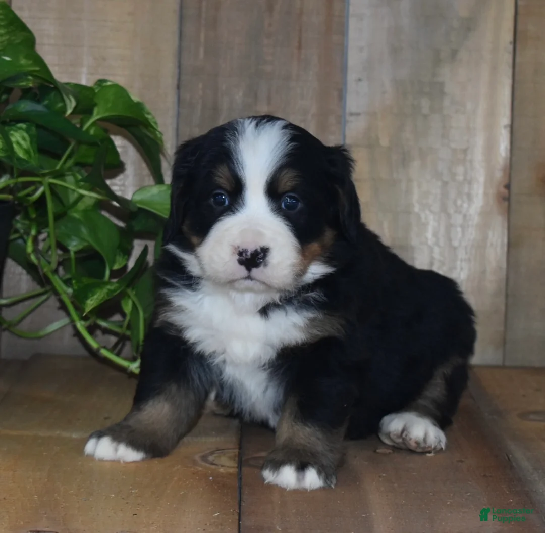 Bernese Mountain Dog dogs for sale: Skye - Ad 4