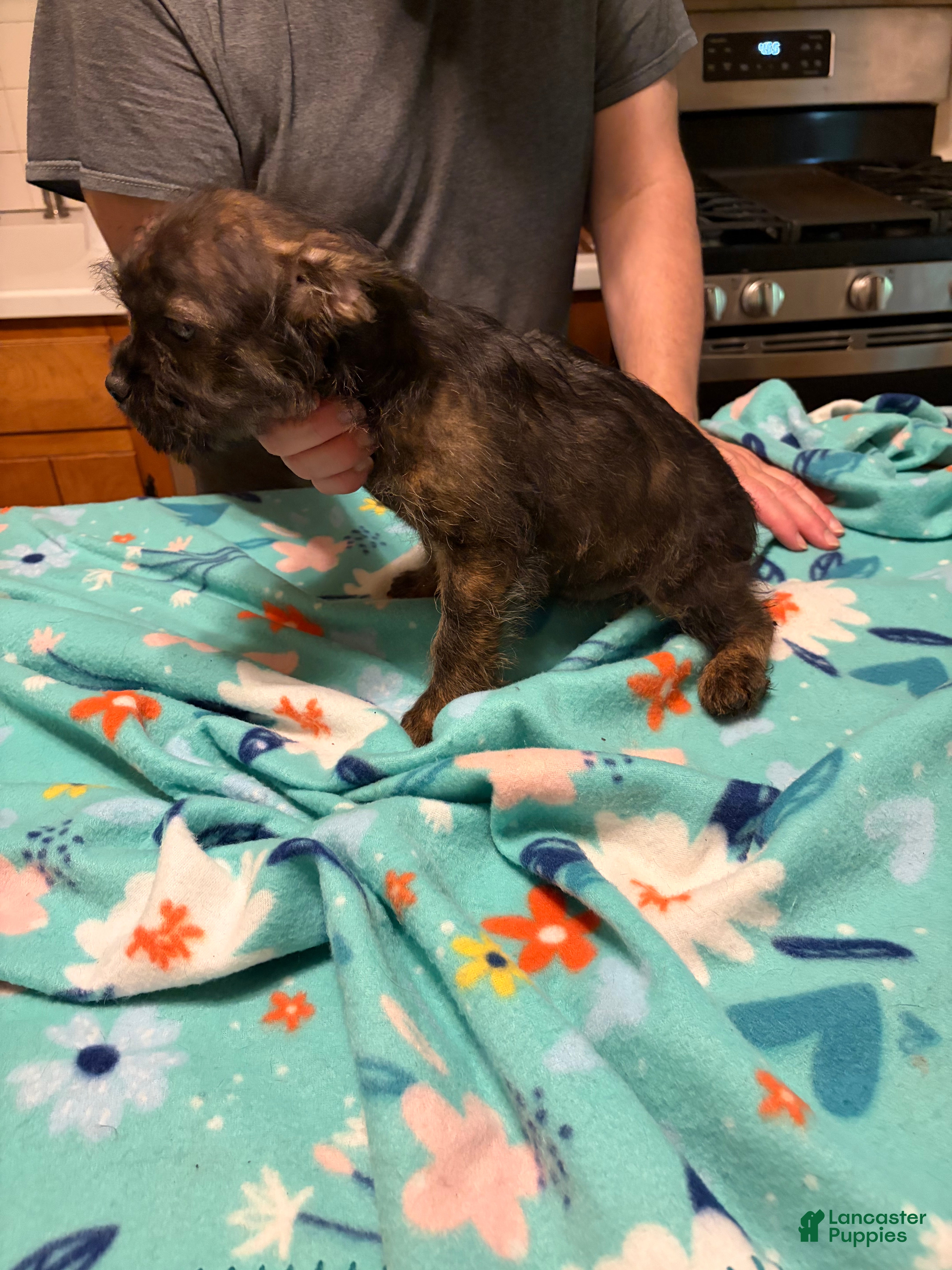 Mixed Breed dogs  Cookie Frenchie-Doodle - Ad 2