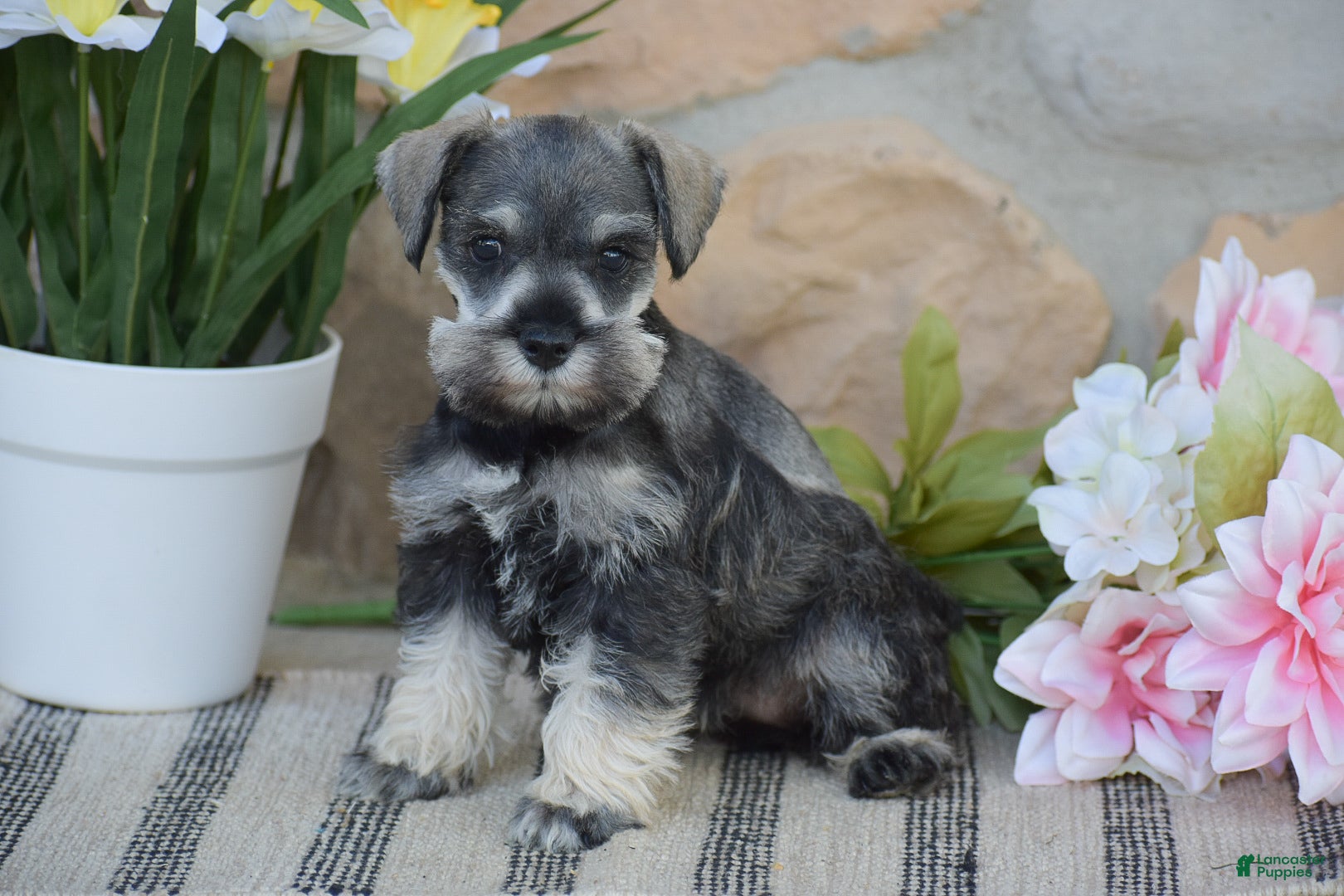 Miniature Schnauzer dogs Tinker - Ad 1