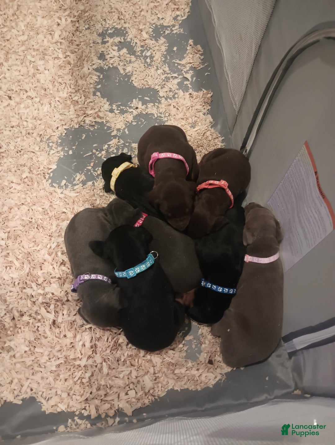 Doberman Pinscher dogs for sale: Lil Izzy - Ad 2