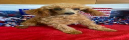 Toy Poodle dogs for sale: Scarlett - Ad 2