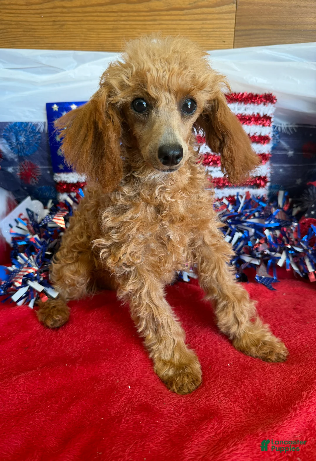 Toy Poodle dogs for sale: Scarlett - Ad 2