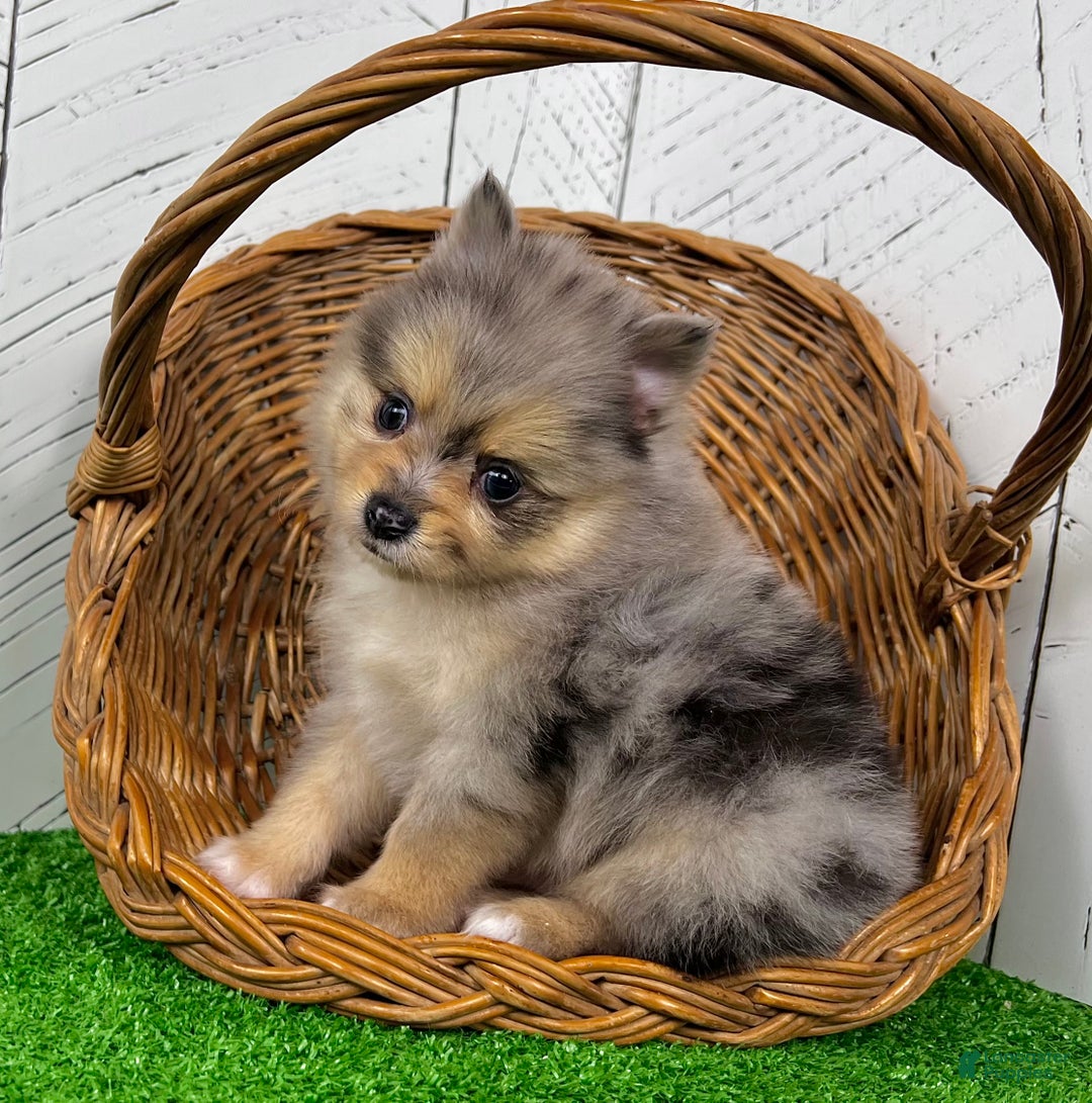 Pomeranian dogs for sale: Finn  - Ad 5