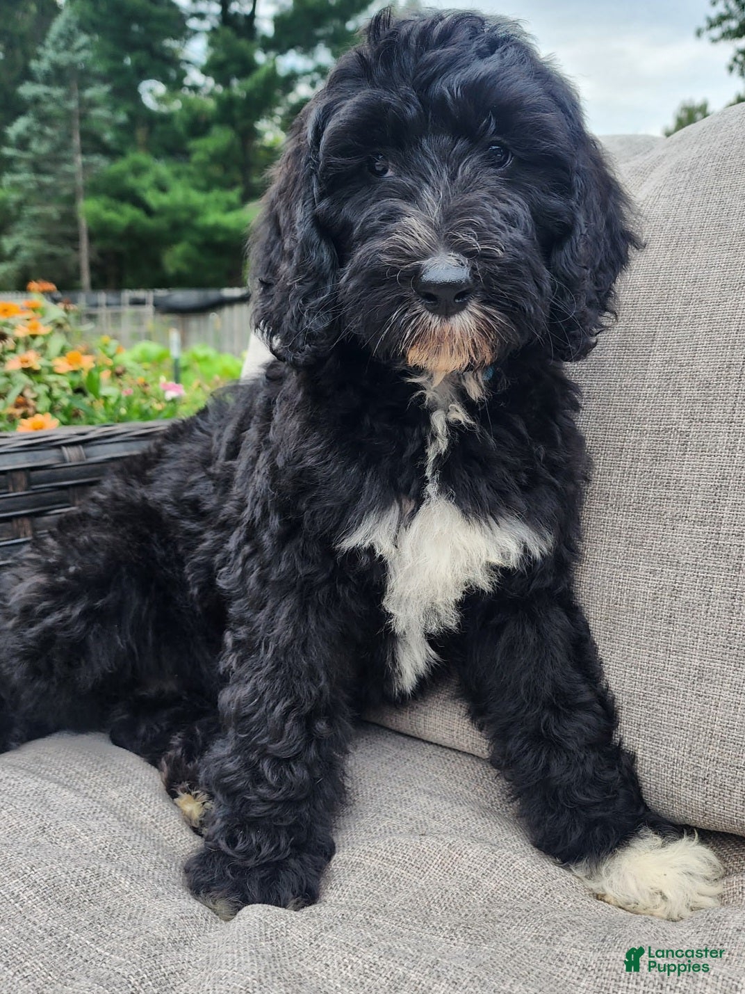 Mini Sheepadoodle dogs Ripley  - Ad 1