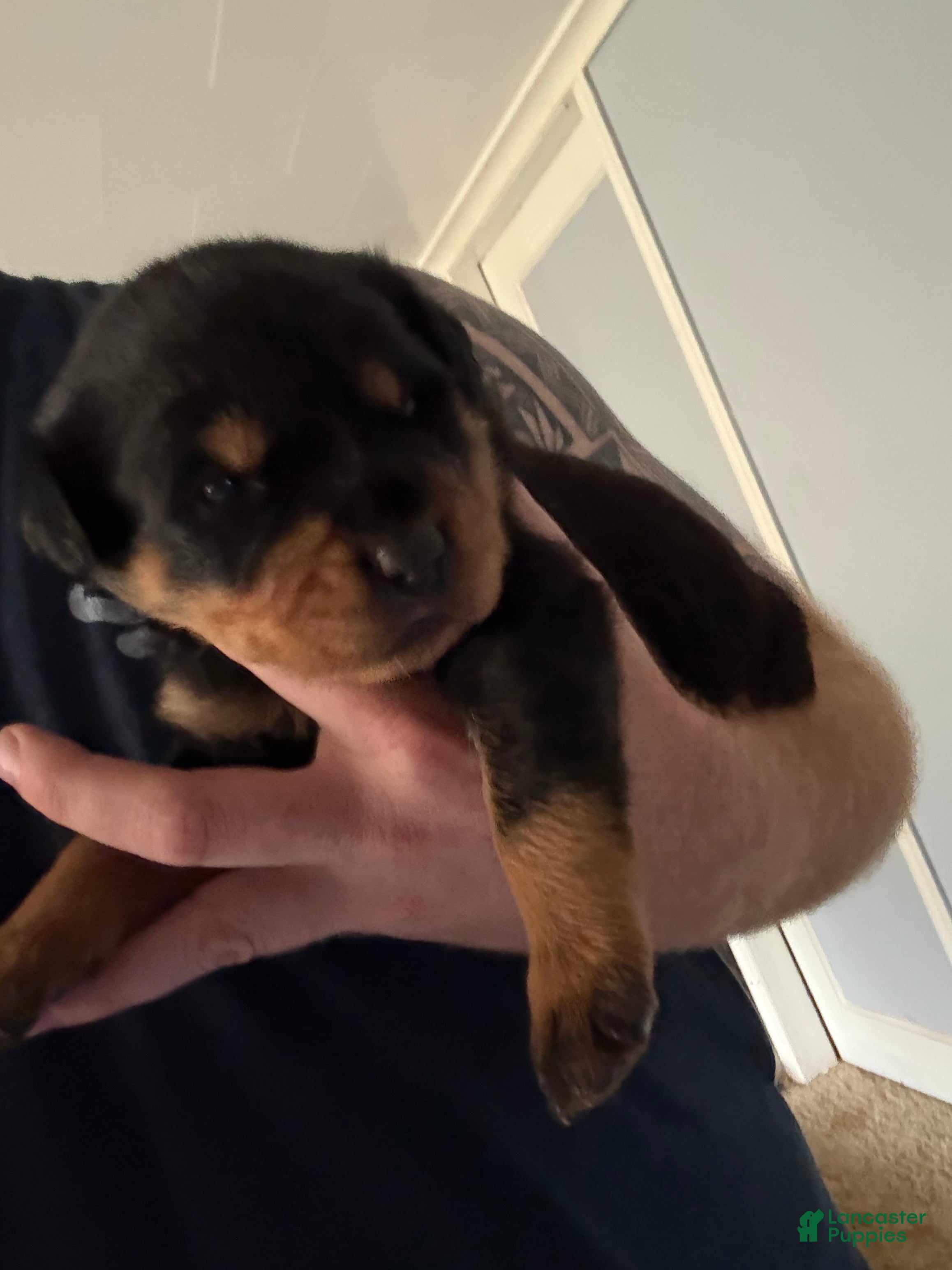 Rottweiler dogs Rottweiler 6 - Ad 41