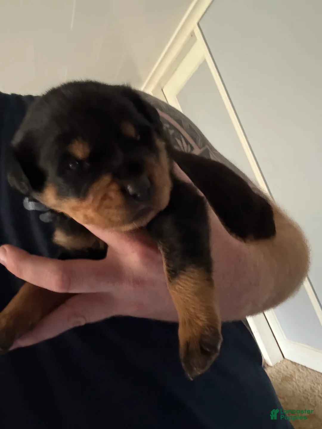 Rottweiler dogs for sale: Rottweiler 6 - Ad 1