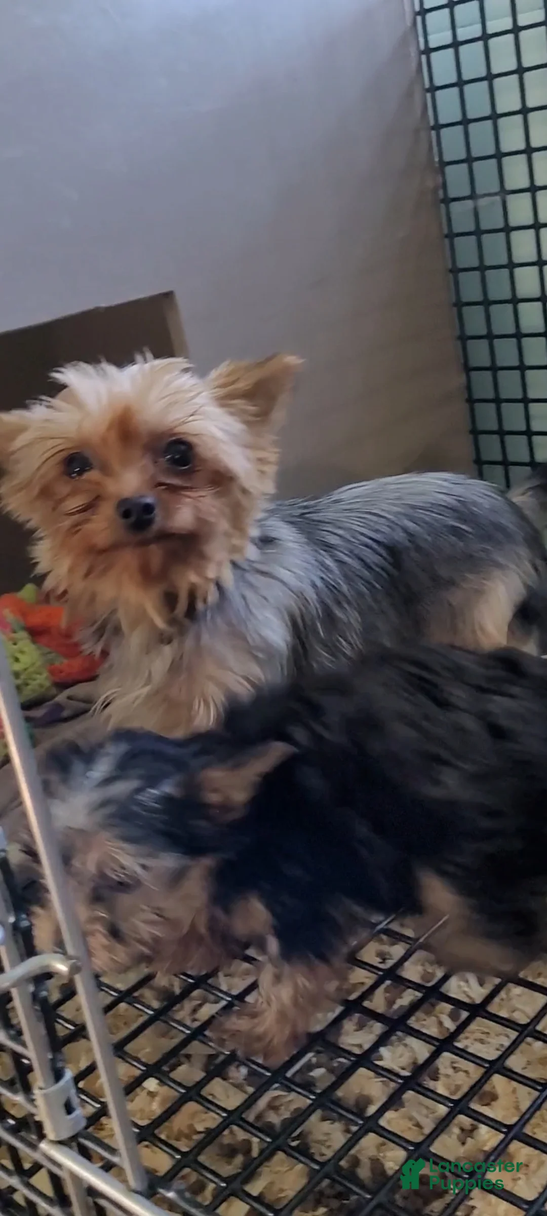 Yorkshire Terrier dogs for sale: Twinkle - Ad 2