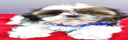 Shih Tzu dogs for sale: Sage - Ad 5