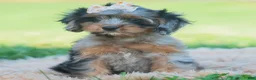 Cavapoo dogs for sale: fancy - Ad 2