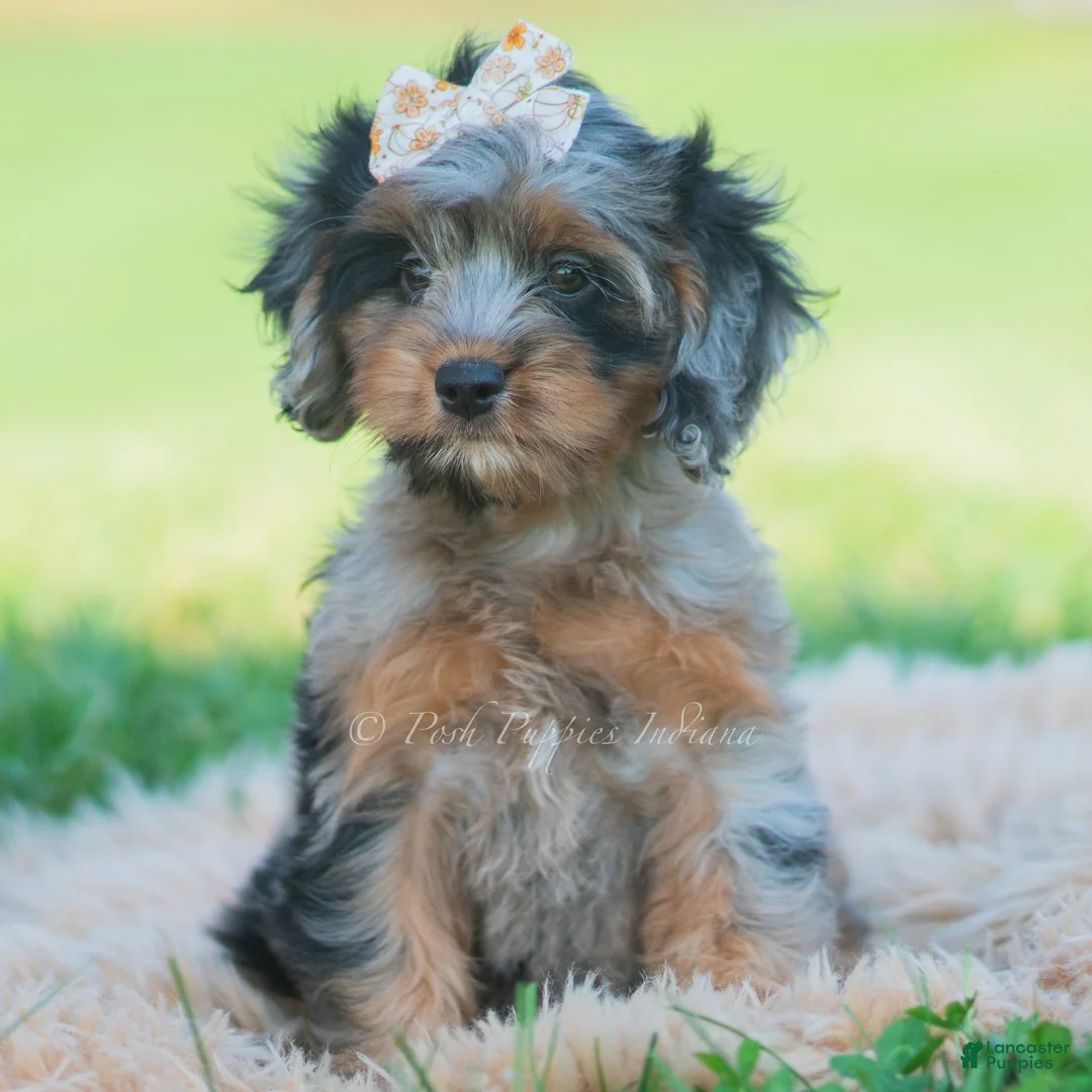 Cavapoo dogs for sale: fancy - Ad 2