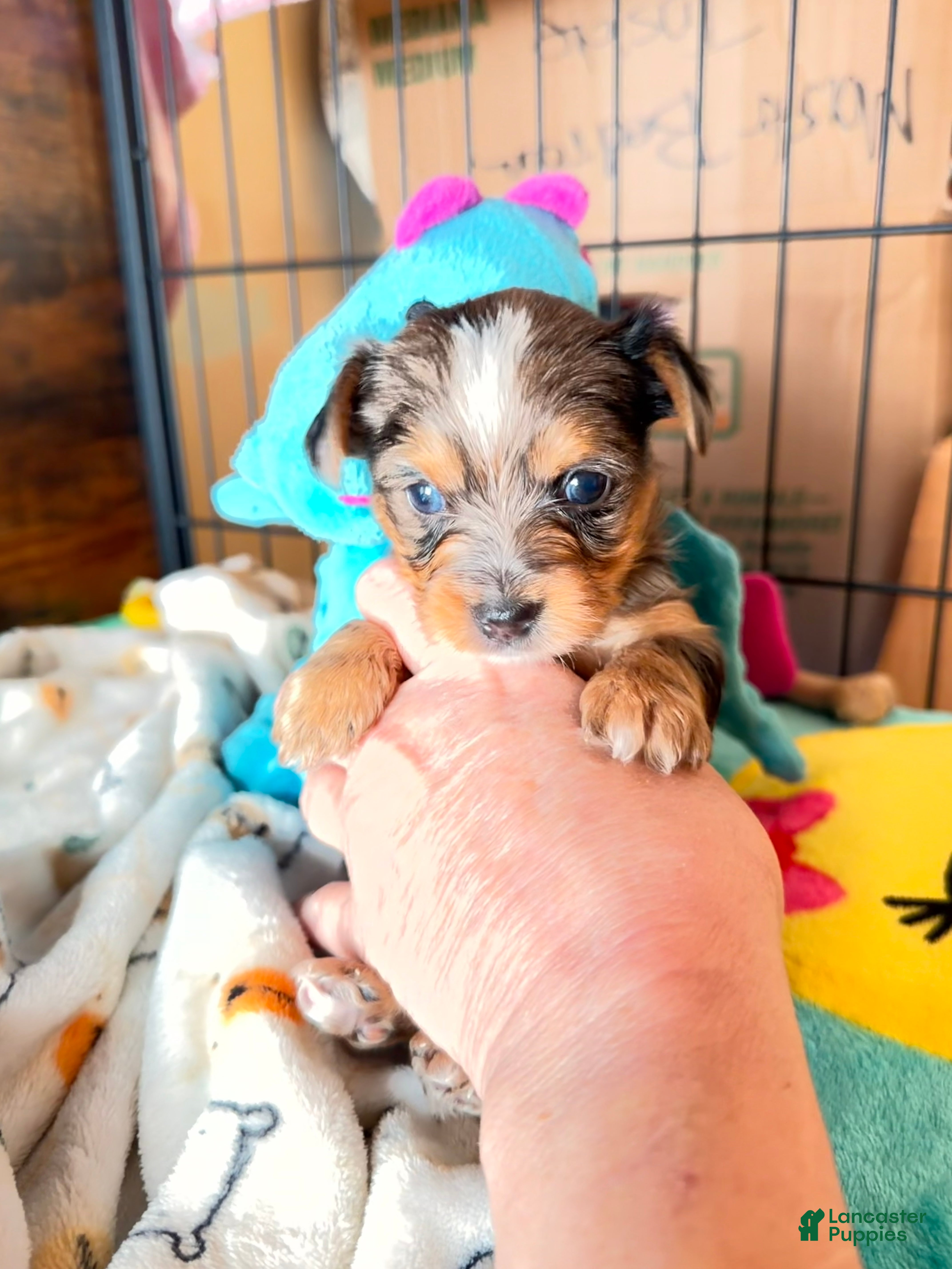 Yorkshire Terrier dogs Blake - Ad 16