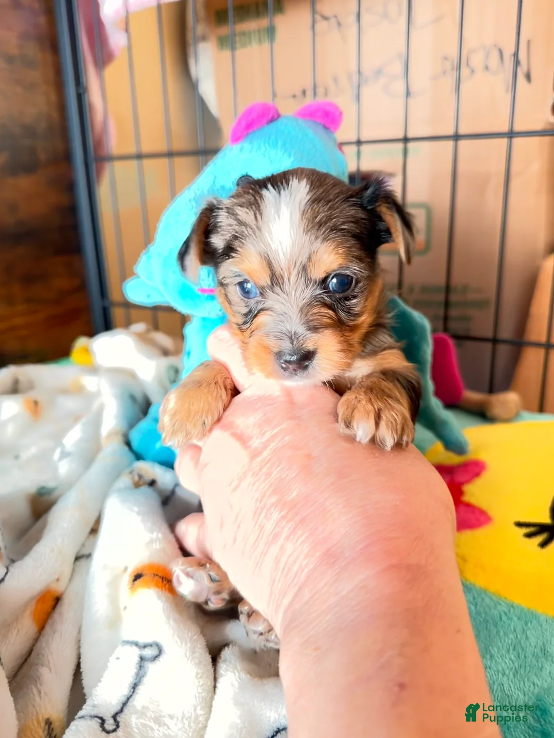 Yorkshire Terrier dogs for sale: Blake - Ad 1